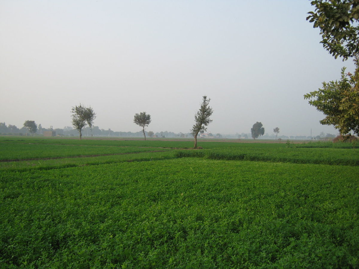 Sonipat, Haryana, India